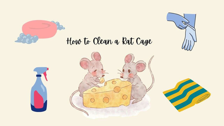 How to Clean a Rat Cage The Ultimate Guide!