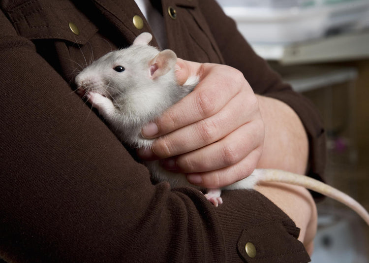 how to care for a pet rat