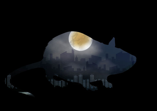 Are Rats Nocturnal?