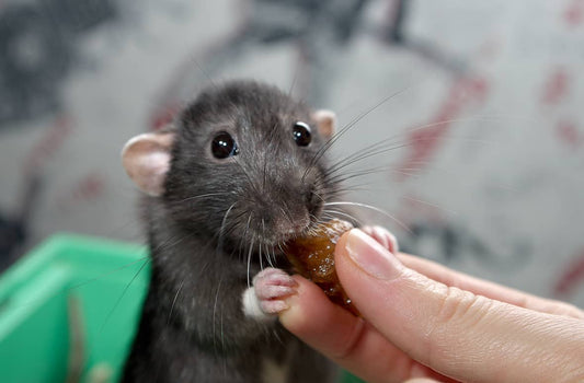 what can i feed my pet rat