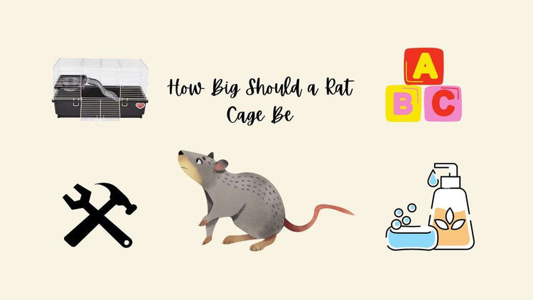 How Big Should a Rat Cage Be