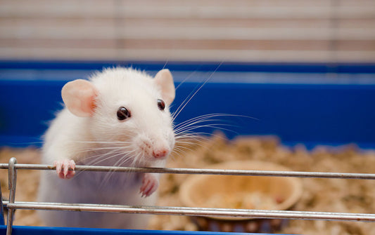 How long do Rats live?