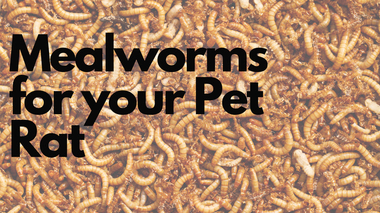 Mealworms for your Pet Rat