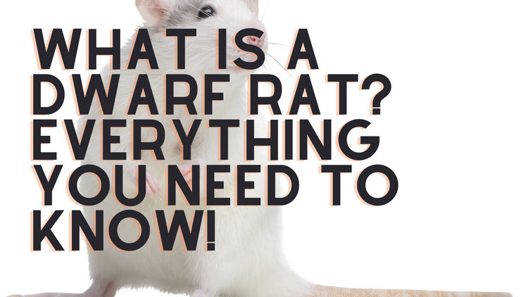 What Is a Dwarf Rat? Everything You Need to Know!