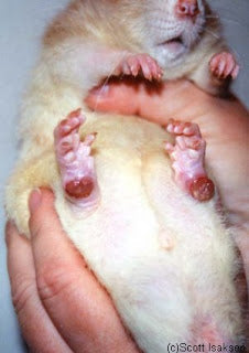 Bumblefoot Prevention
