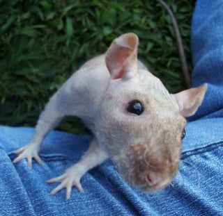 Hairless Rat Skin Care