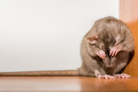 what does rat urine smell like