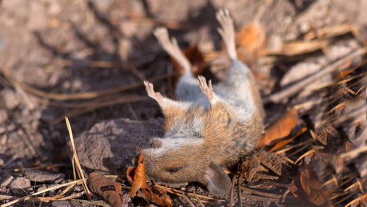 how to get rid of rat smell