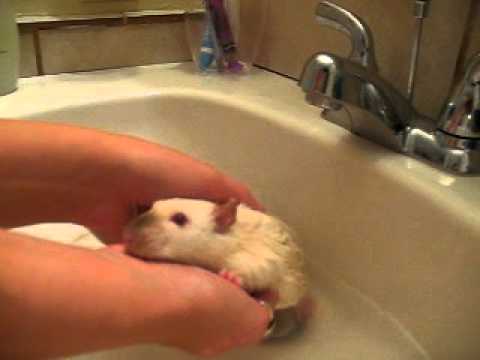 Bathing Your Pet Rat