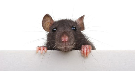 how long can a rat live without food