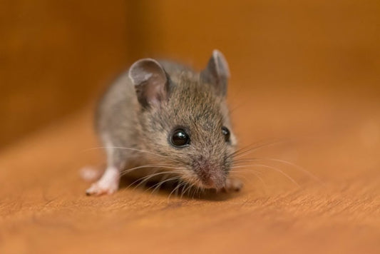 How to Get Rid of Rat Urine Smell