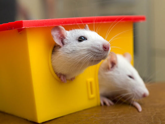 where to buy a pet rat