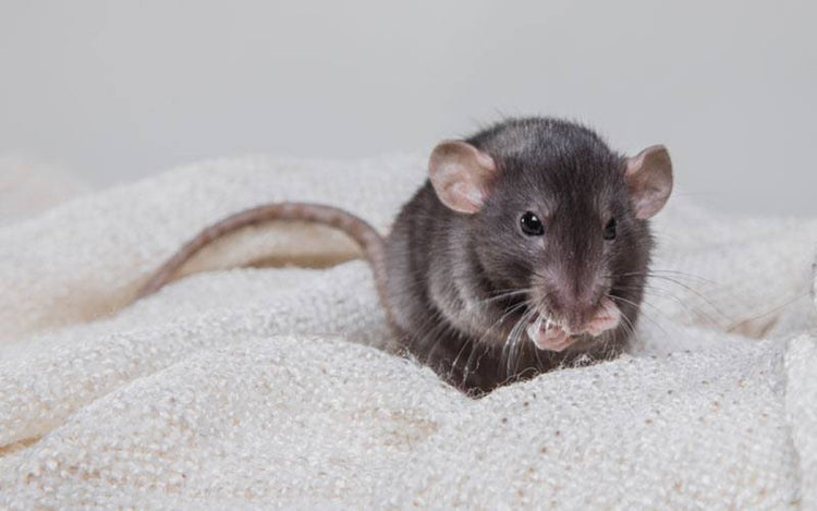 Can rat sneezing be a sign of something serious?