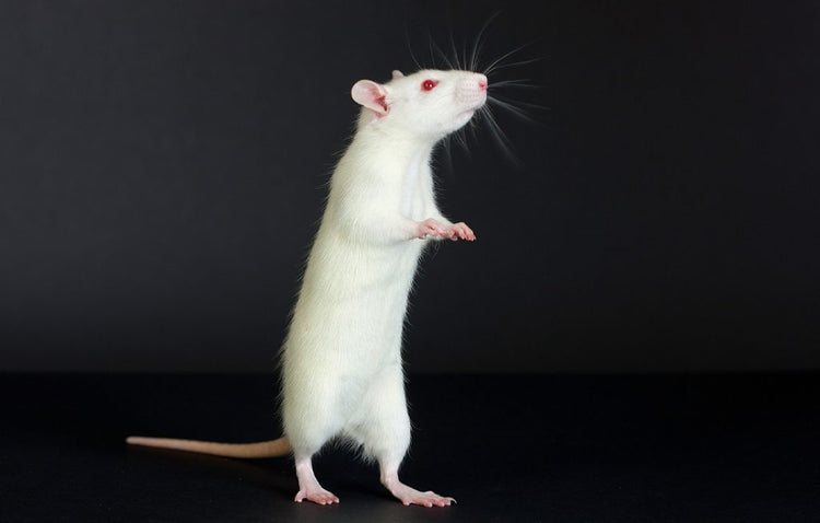 what does a rat symbolize