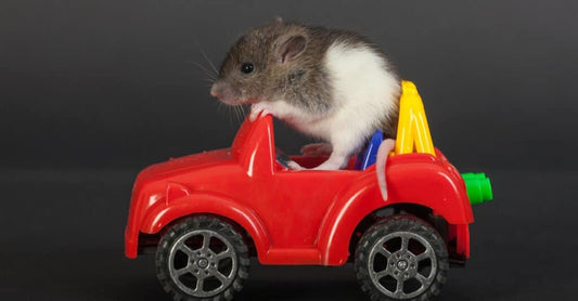 what sound does a rat make
