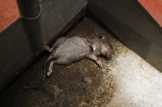 how long does dead rat smell last