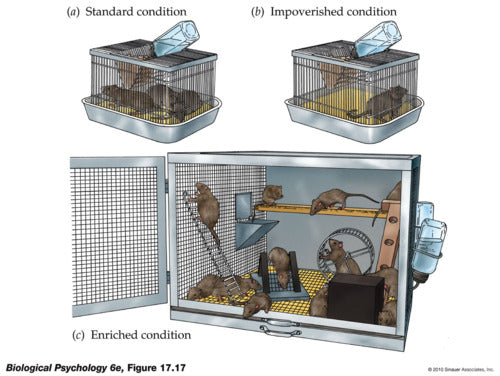 Environmental Enrichment for Your Rats